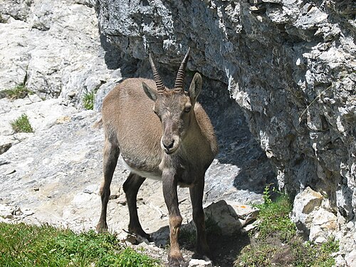 Capra