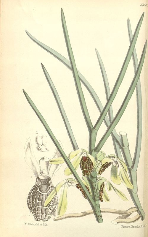 Luisi